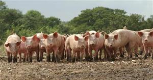 Fermierii vor undă verde pentru porcul românesc în Europa