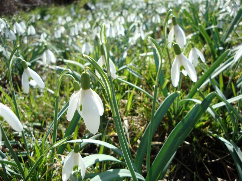 Vreme de primăvară. Prognoza meteo până în 28 februarie
