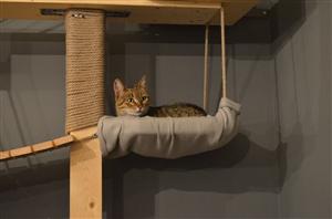 Se redeschide cafeneaua prietenoasă cu pisicile. Ce condiții a pus Direcţia Veterinară