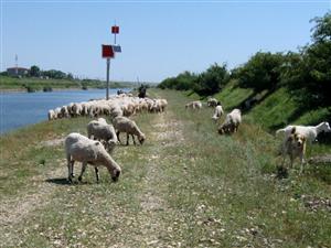 Asociaţiile de oieri şi văcari vor să aibă acces pe păşunile primăriilor