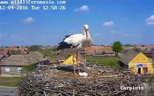 Prima “grădină zoologică” virtuală din România cu animale sălbatice aflate în libertate