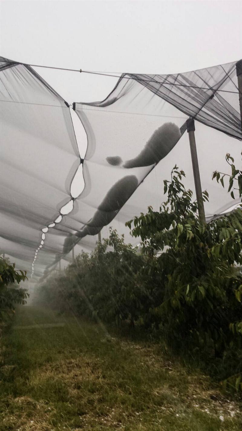 Cireşele din Steluţa, salvate de o plasă antigrindină de 32 de hectare FOTO