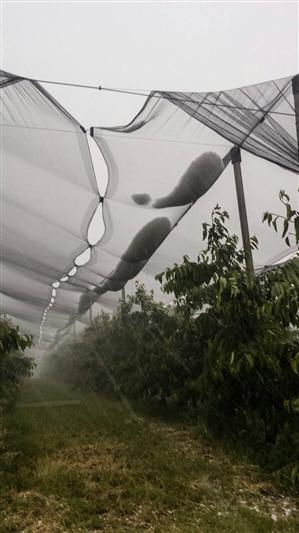 Cireşele din Steluţa, salvate de o plasă antigrindină de 32 de hectare FOTO