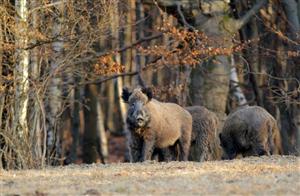 Mistreţii, urşii şi lupii fac ravagii în fermele din Ardeal