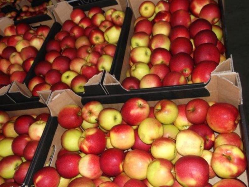 Licitaţie pentru furnizarea de mere în şcolile clujene