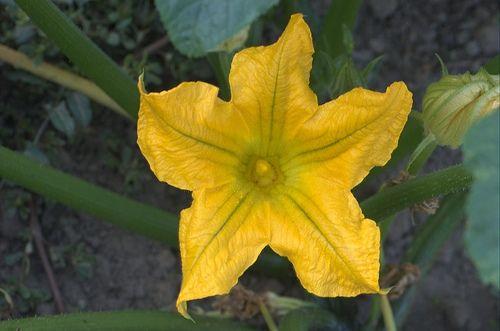 Leacul din grădină, utilizat în medicina naturală şi în alimentaţie