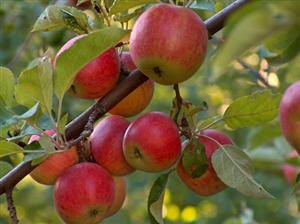 Trei societăţi interesate de furnizarea merelor în şcolile din judeţul Cluj