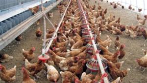 Gripă aviară în Europa. Virusul H5N8, detectat în mai multe ţări