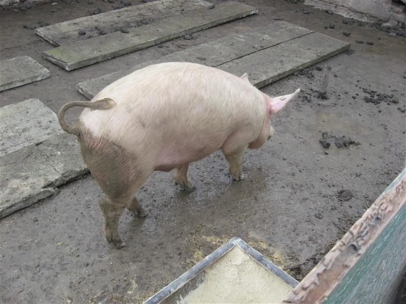 Cazuri de trichineloză la Cluj. La porci tăiaţi înaintea Crăciunului, în gospodării 