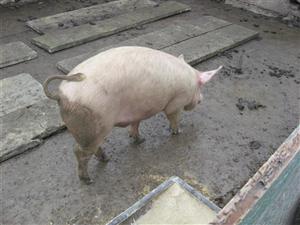 Cazuri de trichineloză la Cluj. La porci tăiaţi înaintea Crăciunului, în gospodării 