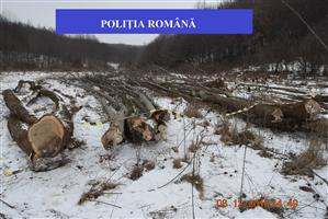 Un braconier din zona Dejului a tăiat ilegal 59 de arbori