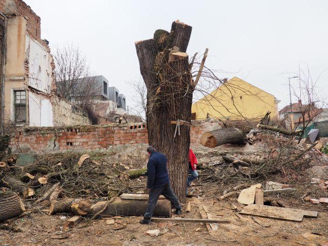 Dispare prima Grădină Botanică a Clujului. Vecinii cer ajutorul autorităţilor FOTO