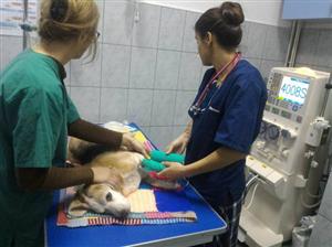 Premieră la Cluj: dializă pentru animale