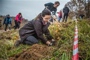 Plantare de copaci în zona Hoia - Suceagu
