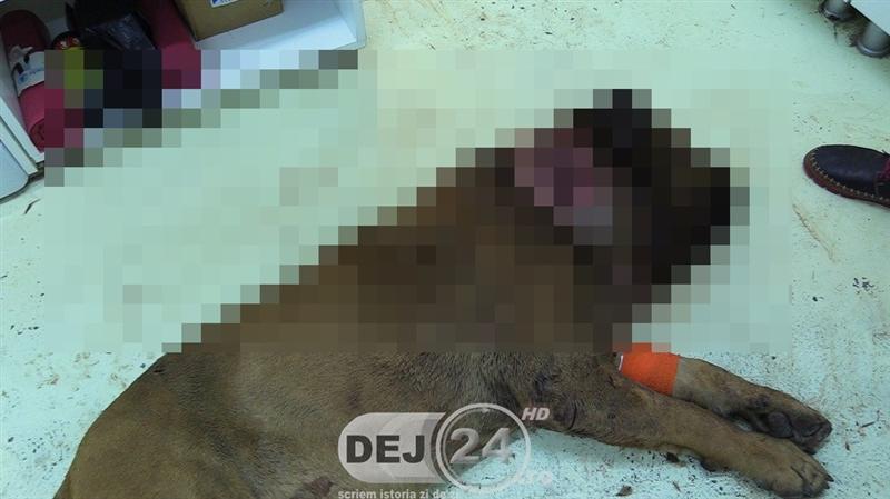 Câine, găsit de proprietar împuşcat în gât. Patrupedul a fost trimis la Cluj pentru examinare - VIDEO