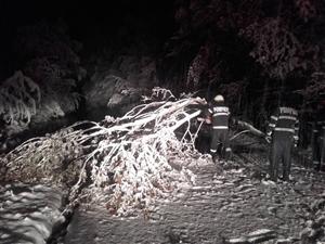 Vremea rea a doborât arbori şi cabluri de electricitate la Cluj FOTO
