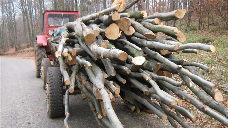 Ecologiştii vor restricţii în păduri. Clujul, în topul furtului de lemn 
