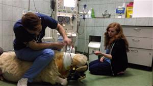 Dializă pentru animale, în premieră la Cluj. Primul beneficiar: Mircea, un berbec de 120 de kilograme