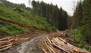 Tăierea pădurilor a fost frânată. Situaţia în regiunea de Nord-Vest