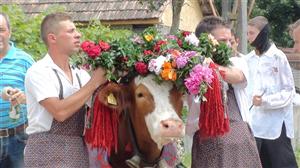 Tradiţii de Rusalii în Cluj. „Împănatul boului” la Batin FOTO/VIDEO