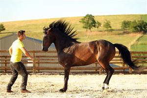 Ediție specială a showului de echitație Zaracatan. Miron Bococi revine la Salina Equines