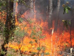 Român acuzat că a provocat intenţionat incendii de vegetaţie, arestat în sudul Italiei