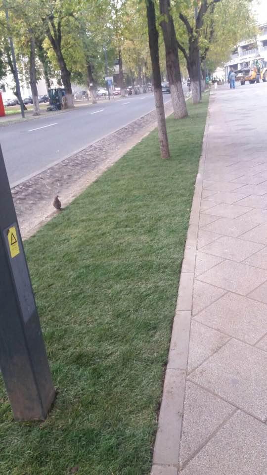 Gazon nou pe Aleea Stadion FOTO