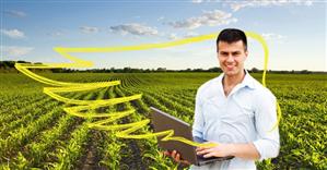 Recoltă bogată de porumb în 2017. Hibrizi care au excelat în producţie