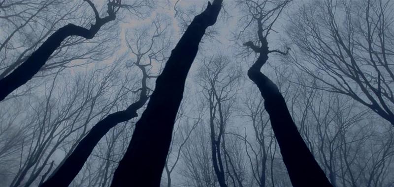 Pădurea Hoia Baciu, cea mai înfricoşătoare din lume: fantome, blesteme şi istorii terifiante