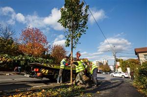 Înverzeşte Clujul. 70 de arbori plantaţi în curțile școlilor și pe străzile din oraş FOTO