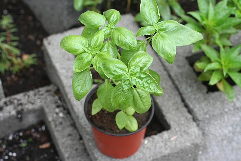 Busuiocul: planta aromatică cu puternice beneficii pentru sănătate 