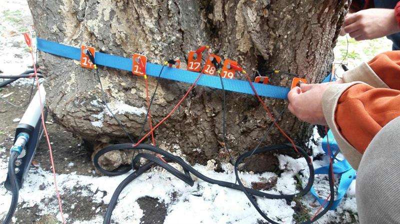 Primăria Cluj a cumpărat tomograf pentru monitorizarea sănătății arborilor