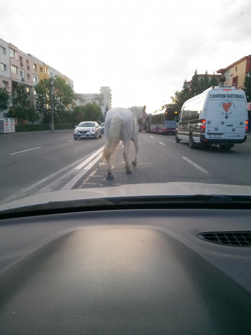 POZA ZILEI: Un cal putere pierdut