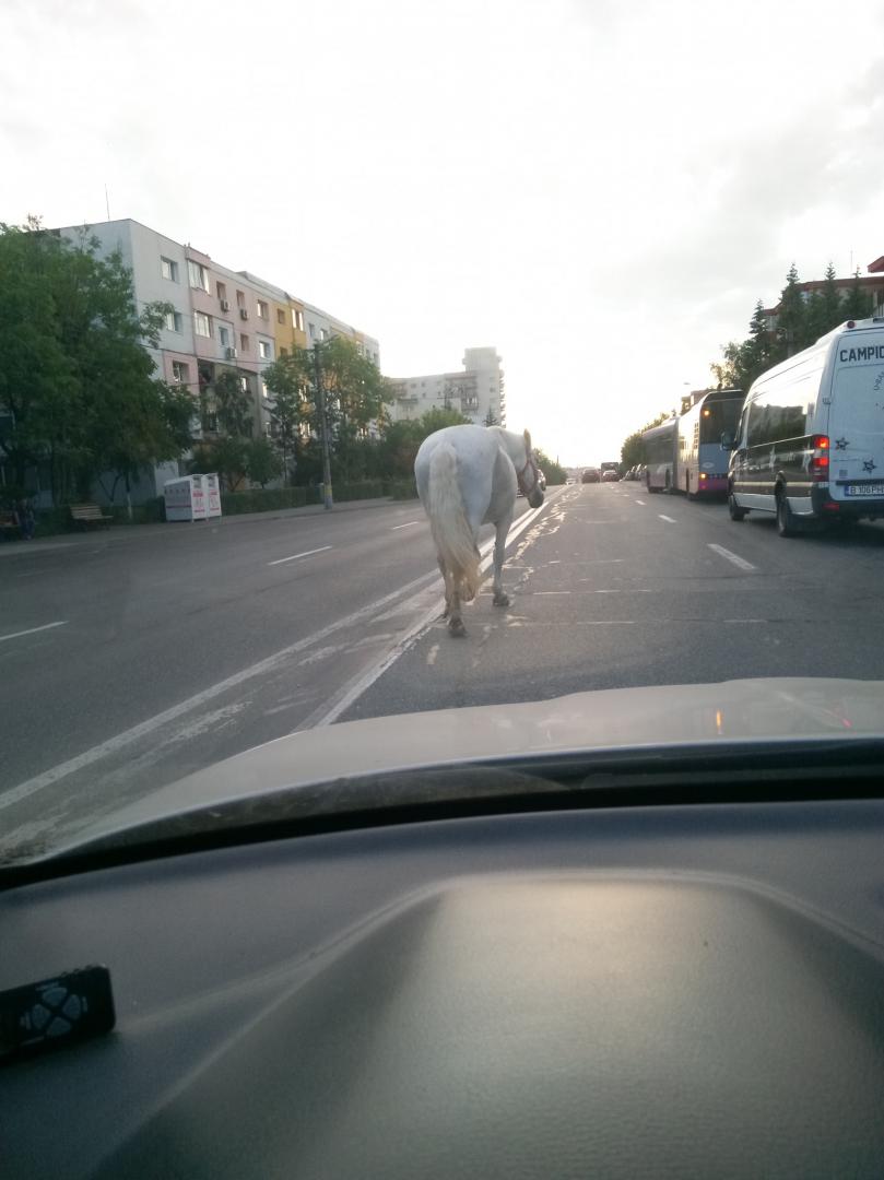 POZA ZILEI: Un cal putere pierdut