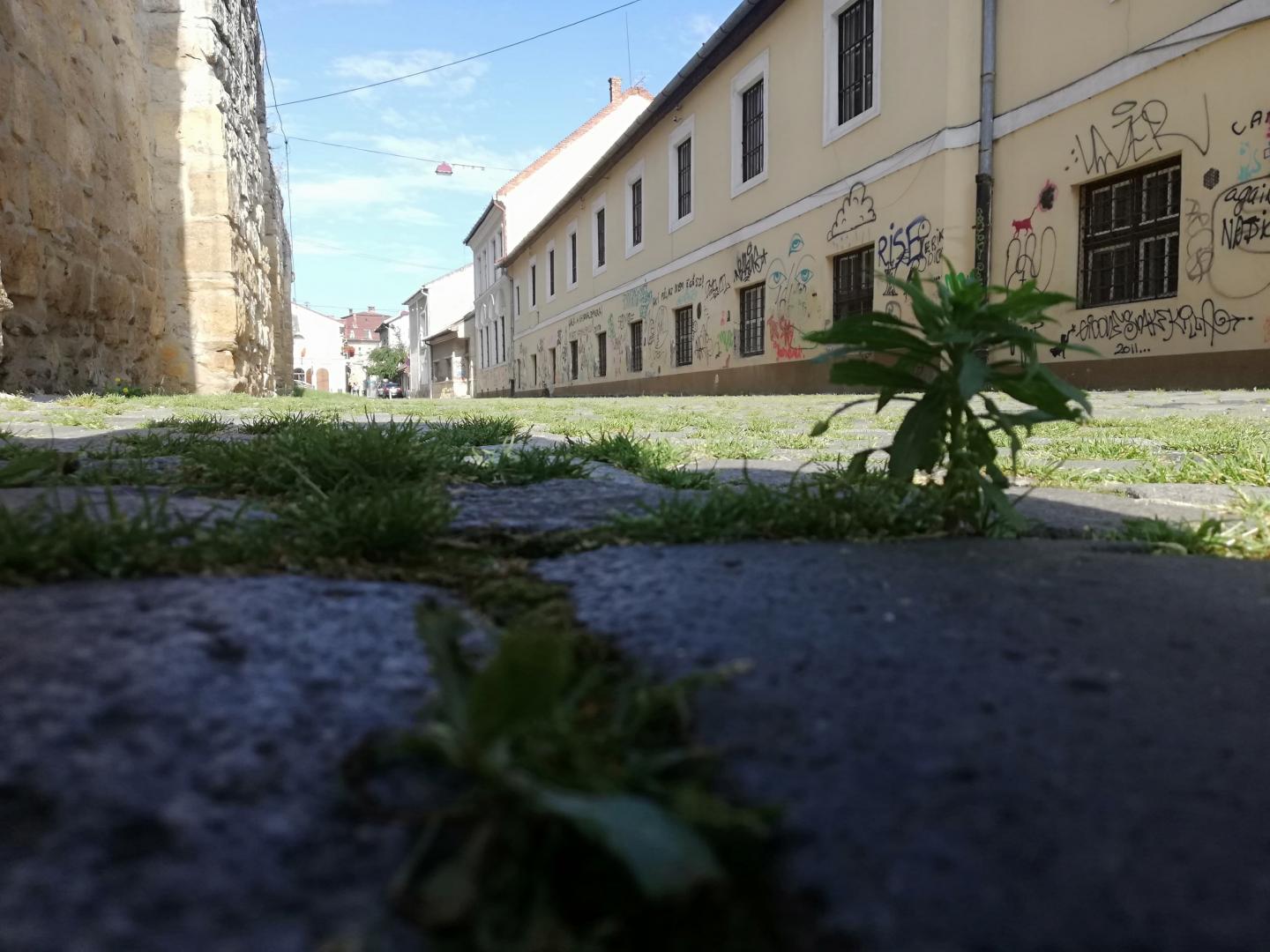 O nouă idee urbanistică, la Cluj: alei înierbate GALERIE FOTO