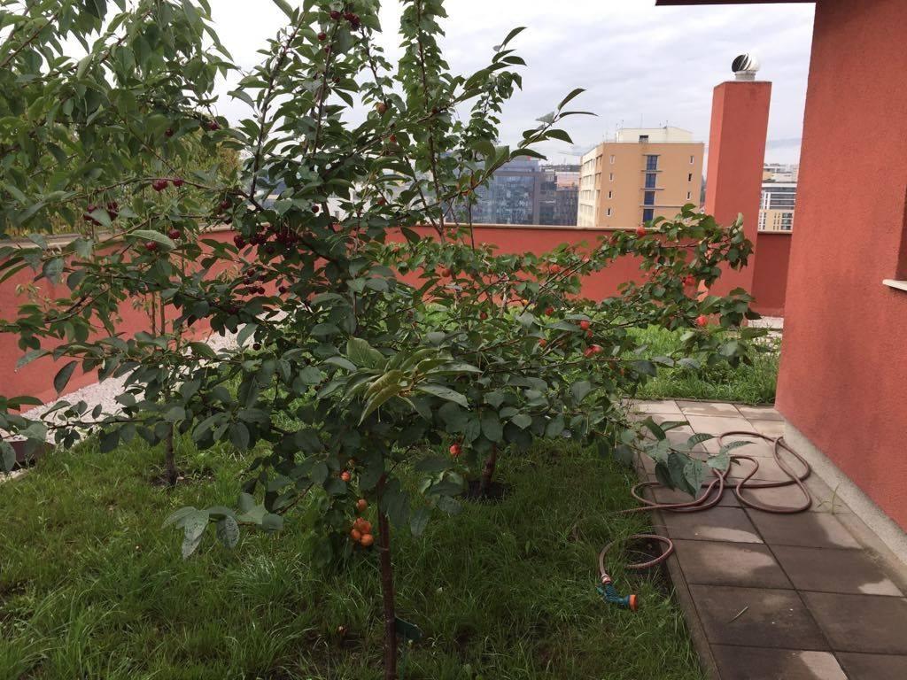 Parcuri şi grădini deasupra Clujului. Panorama inedită de acasă