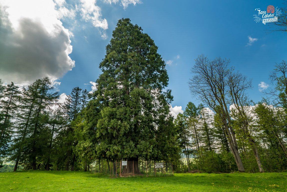sequoia apuseni