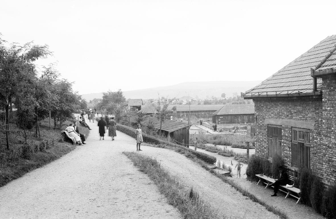 Cum se distrau tinerii la ştrand, în Clujul de altădată
