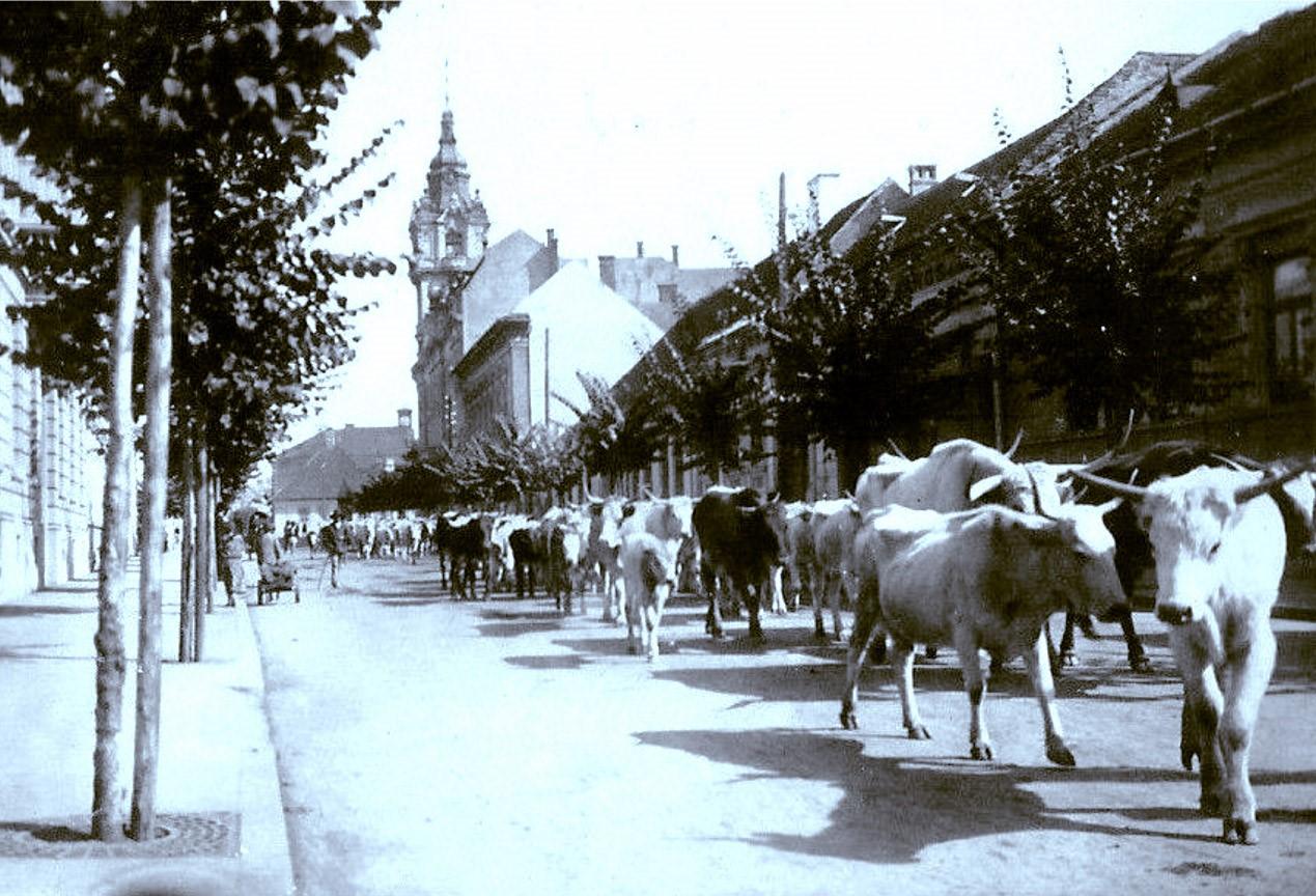 Istoria Palatului Primăriei Cluj, una dintre clădirile emblematice ale orașului