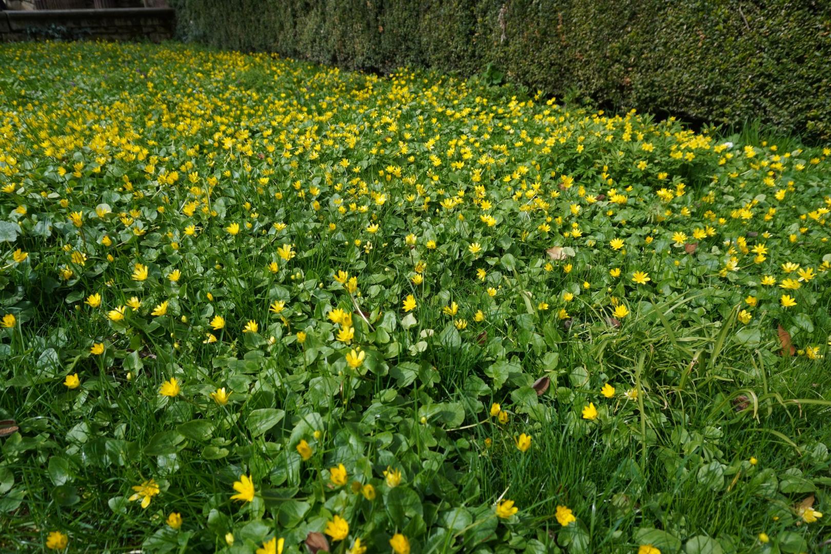IMAGINI SUPERBE din Grădina Botanică a Clujului. E deschisă și de Paște!