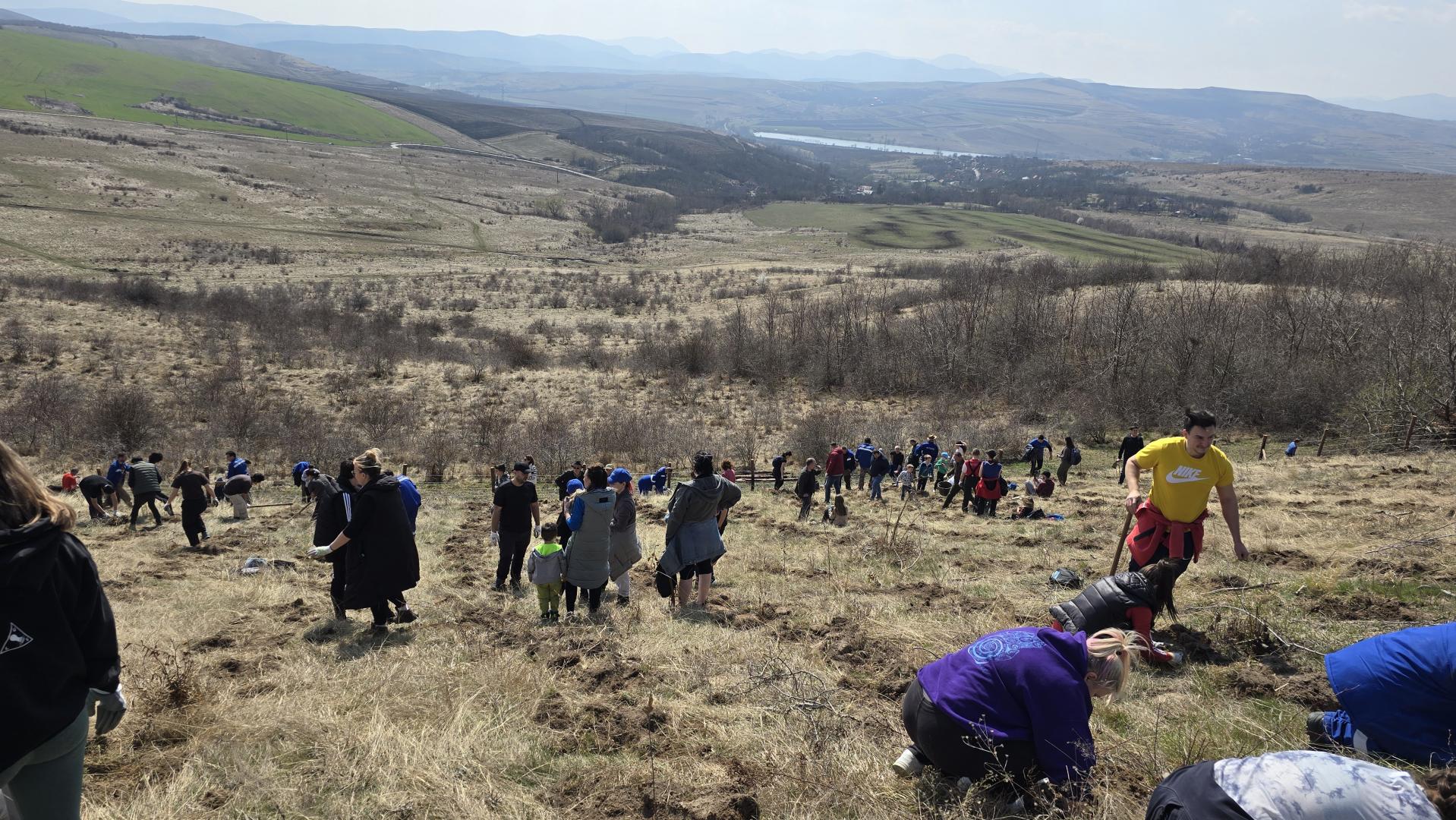 Pruniș devine mai verde: 6500 de puieți plantați &icirc;n cadrul unei acțiuni de &icirc;mpădurire