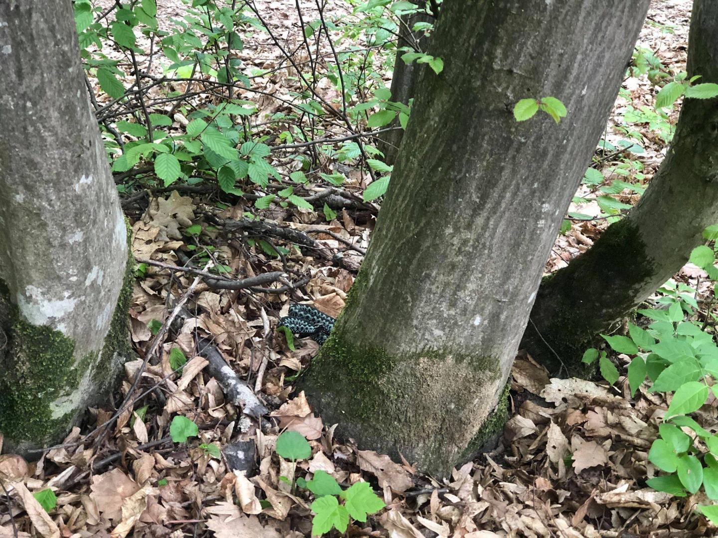 Păzea! Și viperele fac drumeții în martie / Au atacat la Cluj în urmă cu câțiva ani chiar la marginea pădurii Făget, pe Edgar Quinet