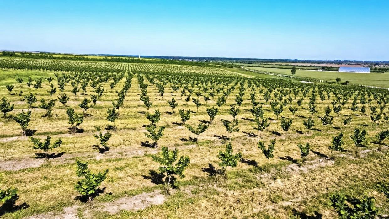 Afaceristul clujean care vrea să fie furnizor de alune la Nutella obține o finanțare de 4,6 mil. euro. De unde vin banii