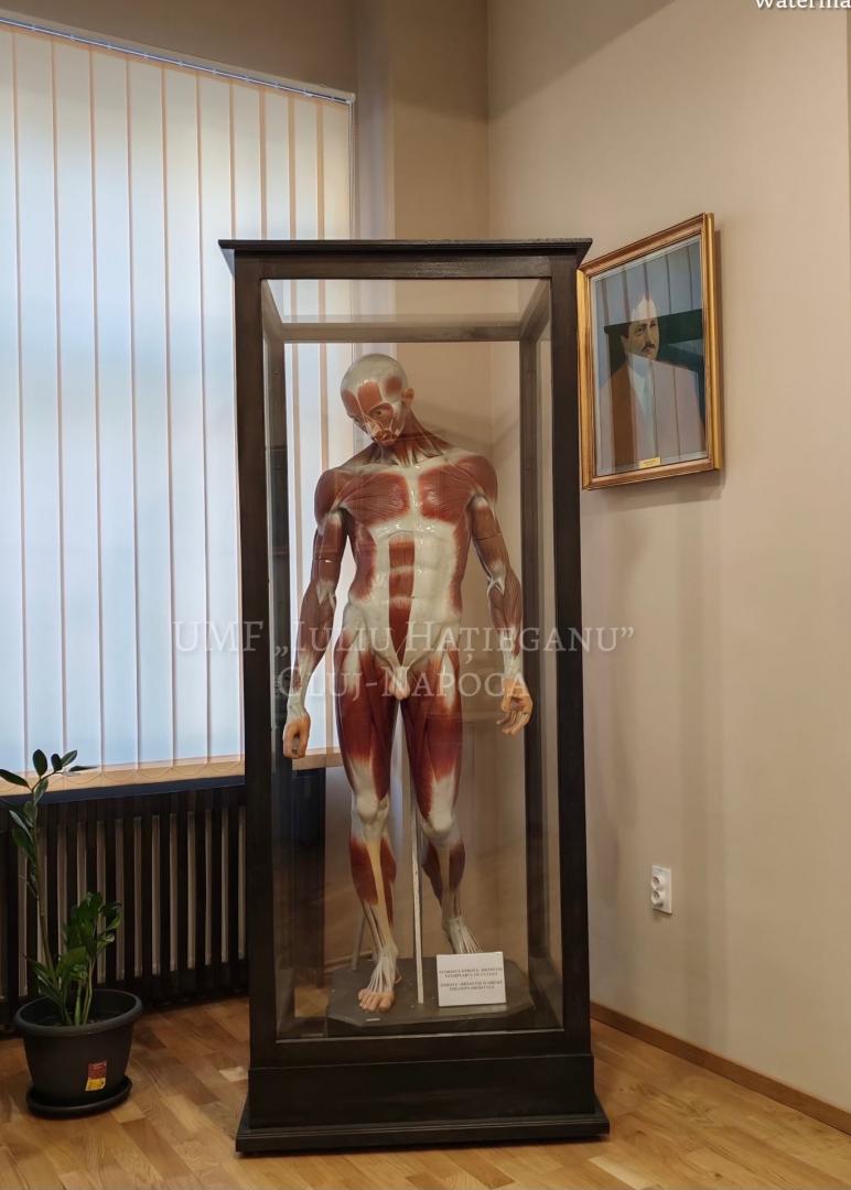 Mărturie spectaculoasă a &icirc;nt&acirc;lnirii dintre artă și știință la UMF Cluj. O lucrare semnată de Constantin Br&acirc;ncuși, expusă la Muzeului Școlii Medicale C