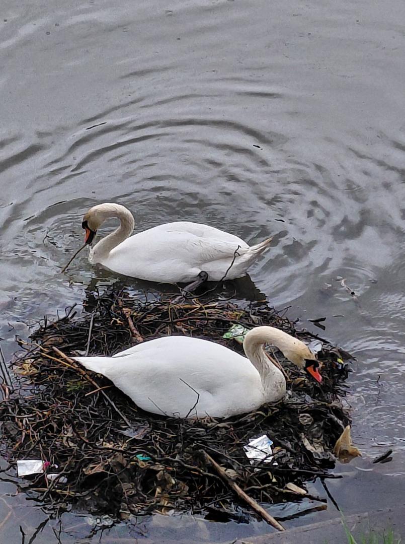 Cuib de lebede &rdquo;tapetat&rdquo; cu gunoaie &icirc;n Cluj-Napoca / Mizeriile de pe Someș s-au oprit la cuib. Trăgea săraca de o c&acirc;rpă de numa'