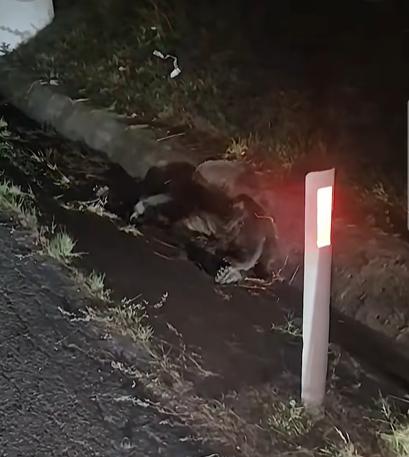Urs lovit mortal de o mașină pe un drum din județul Cluj