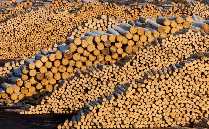 Pădurile României trec de la Schweighofer la GreenGold