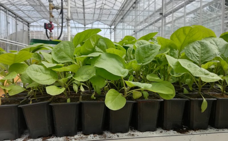 Zeci de mii de răsaduri de legume din soiuri românești, de vânzare la Universitatea de Științe Agricole