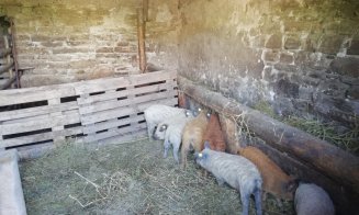 Cei 14 purceluși. Porci de rasă dați gratis, și în județul Cluj