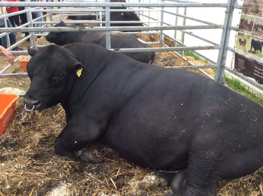 Bătaie pe Black Angus la Agraria: tot ce a fost scos la licitație s-a cumpărat